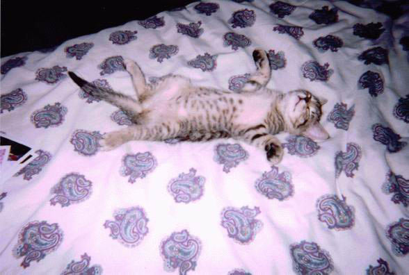 [!!!!back_sleep_cat.jpg]