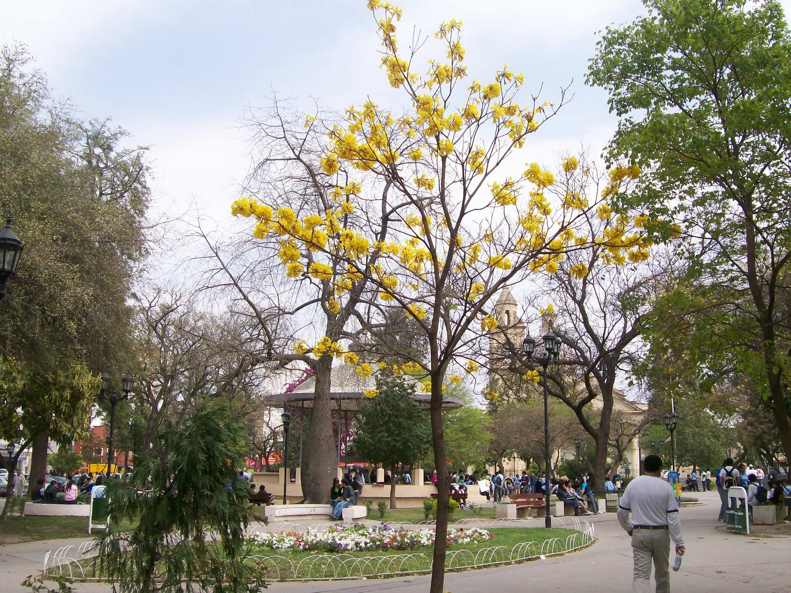 [Lapacho+Plaza+Libertad-amarillo.jpg]