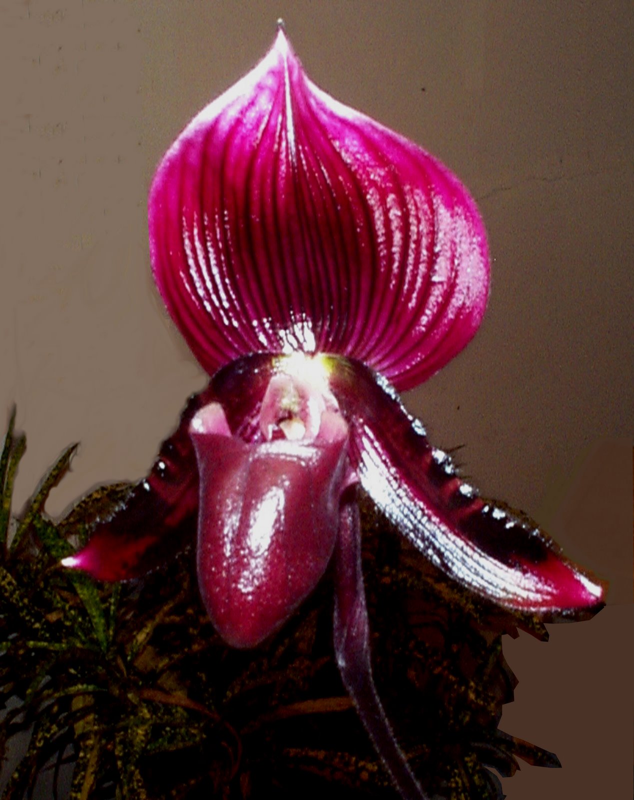 [orchid07.JPG]