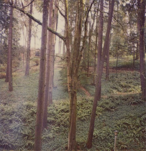 [miranda+-+forest+trees.jpg]