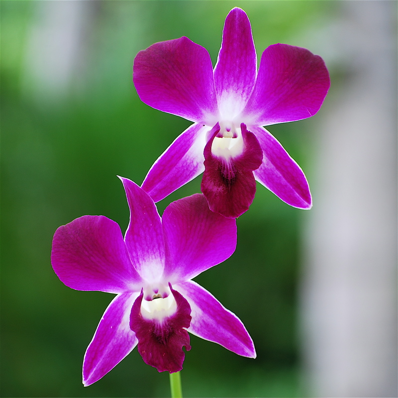 [Orquídeas+Thai+-+16.jpg]
