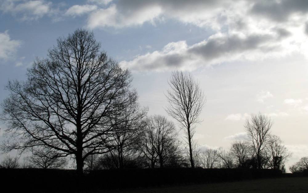 [P16.+Trees+at+Outwood.+sm.jpg]