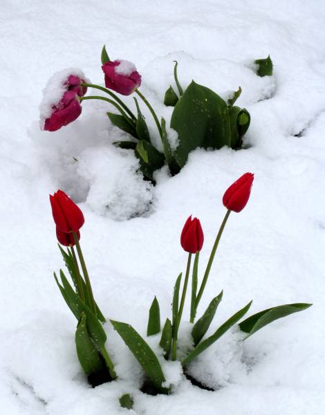 [W17a.+More+Cold+Tulips.+1584x2023+sm.jpg]