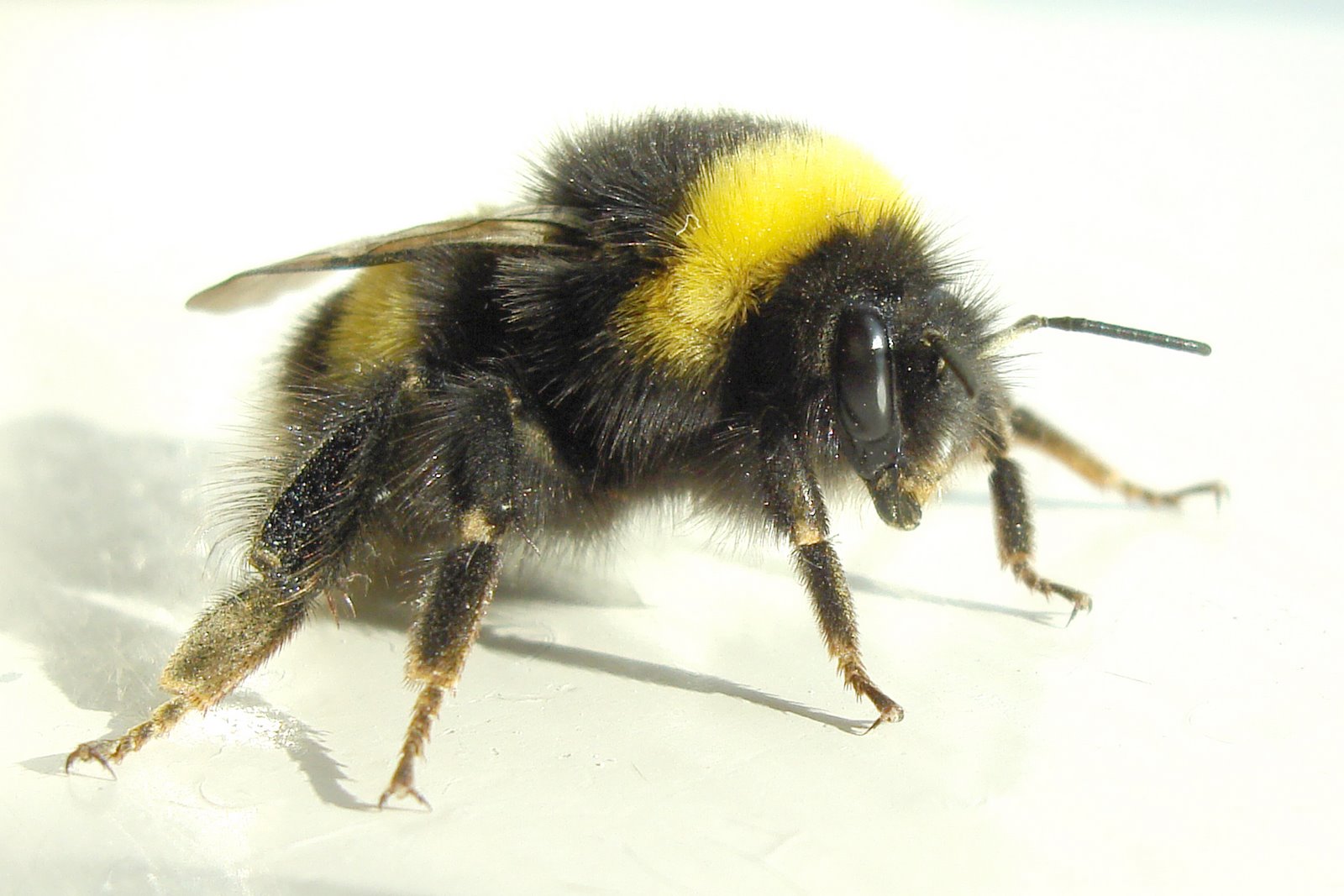 [Bumblebee_2007-04-19.jpg]