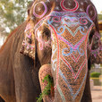 [Indian+Elephant_Doha+Zoo_Qatar_08-07.jpg]