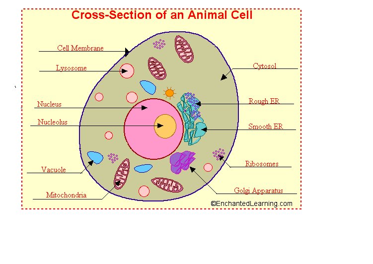 [Animal+Cell.bmp]