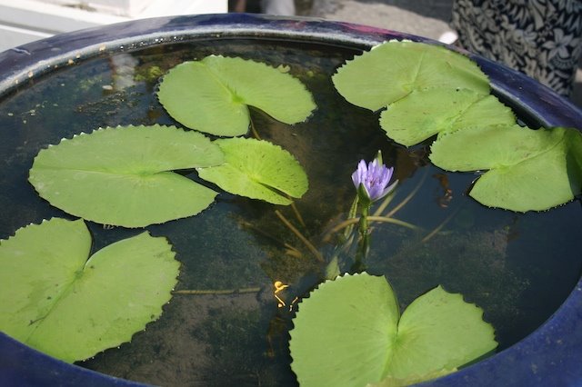 [Lotus+flower.jpg]