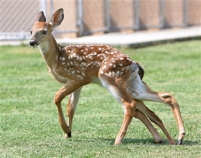 [six+legged+deer.jpg]