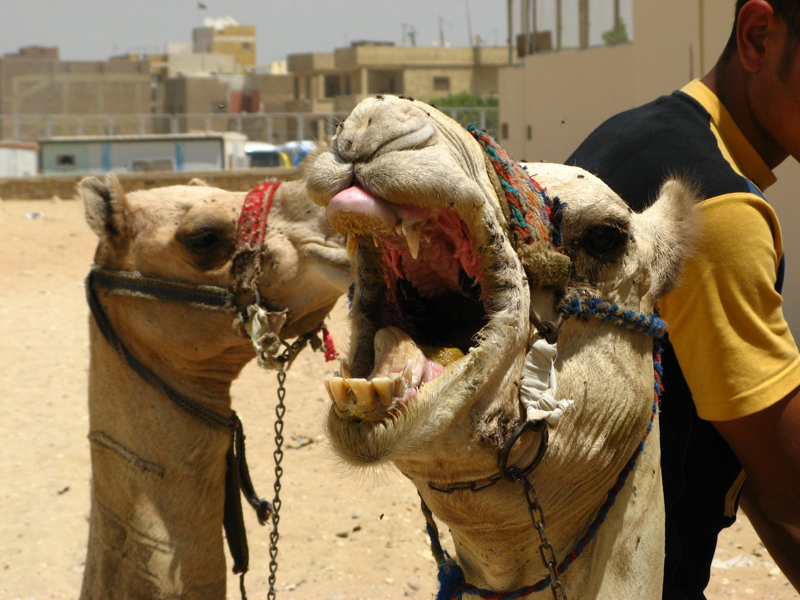 [IMG_0468+hideous+angry+camel.JPG]