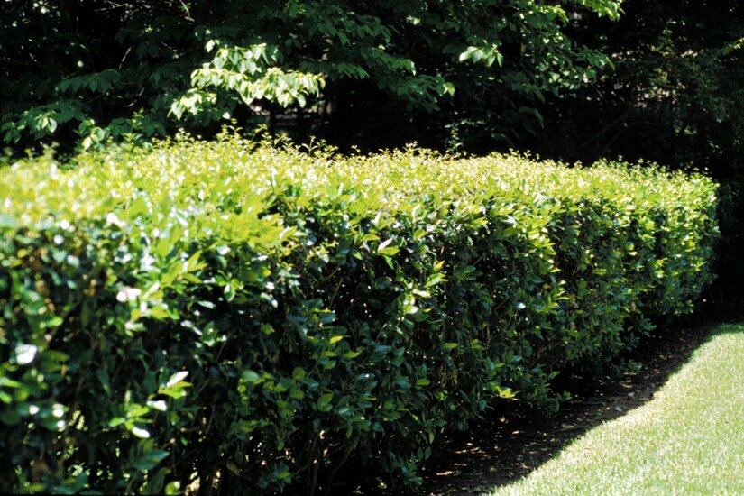Ligustrum hedge—not the one I grew up with