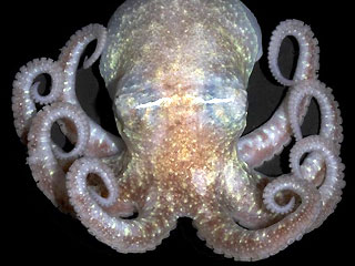 [0_61_070225_antarctic_octopus.jpg]