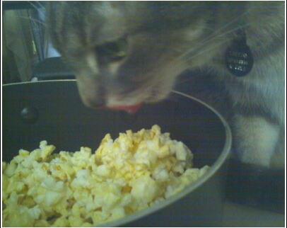 [Popcorn-Cheeto+Closeup.jpg]