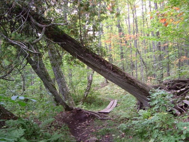Triple threat: Roots, overhead log, narrow boardwalk