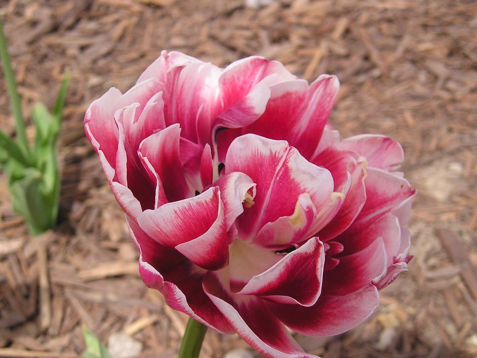 [tulips+002.JPG]