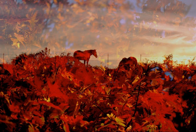 1_LANDSCAPE_ Red Sunset w/ Horses
