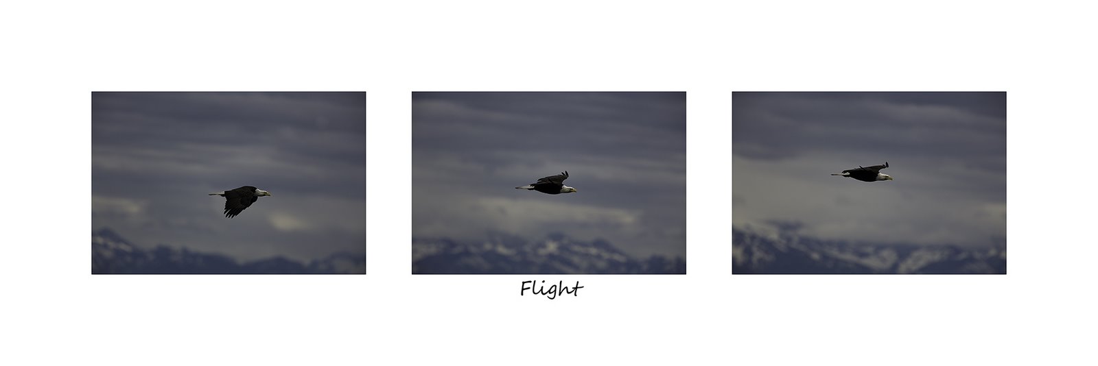 [Flight+-+Working+Copy.jpg]