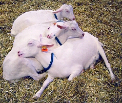 [Goats.jpg]