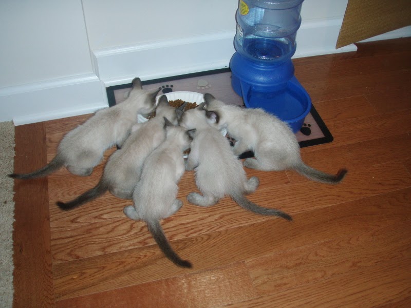 The Kittens Share their First Meal