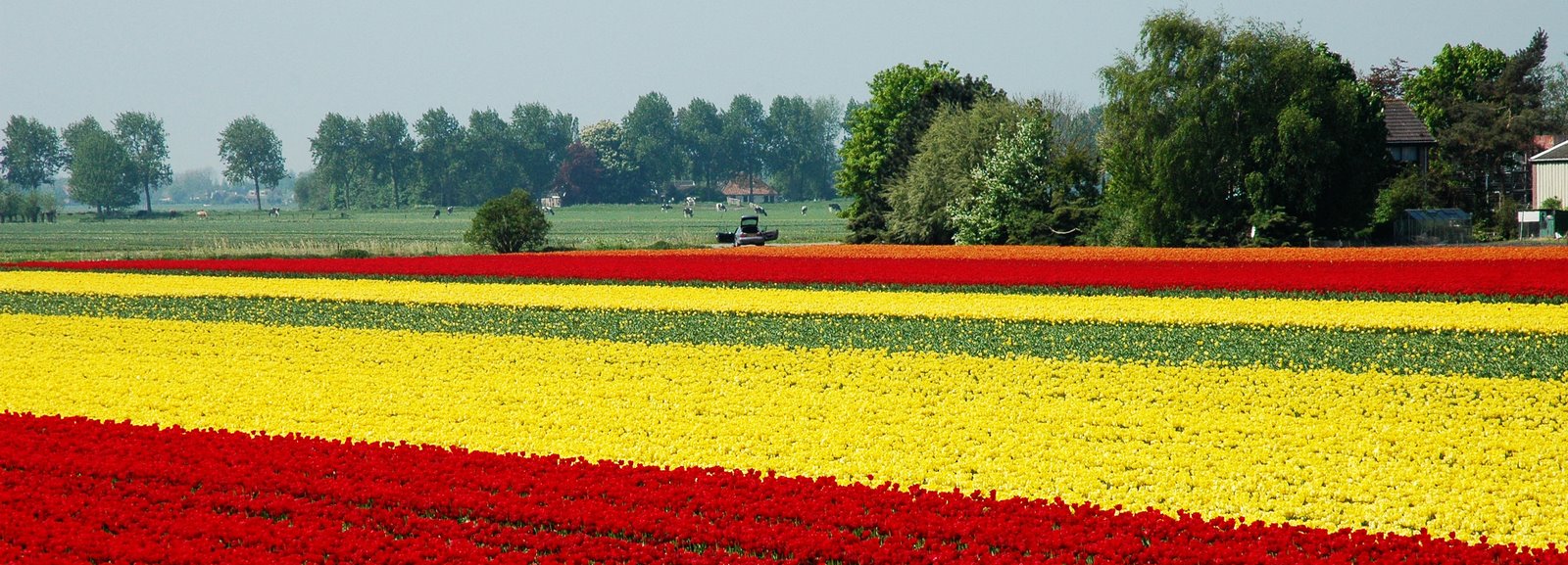 [red+orange+yellow+tulip+field.jpg]