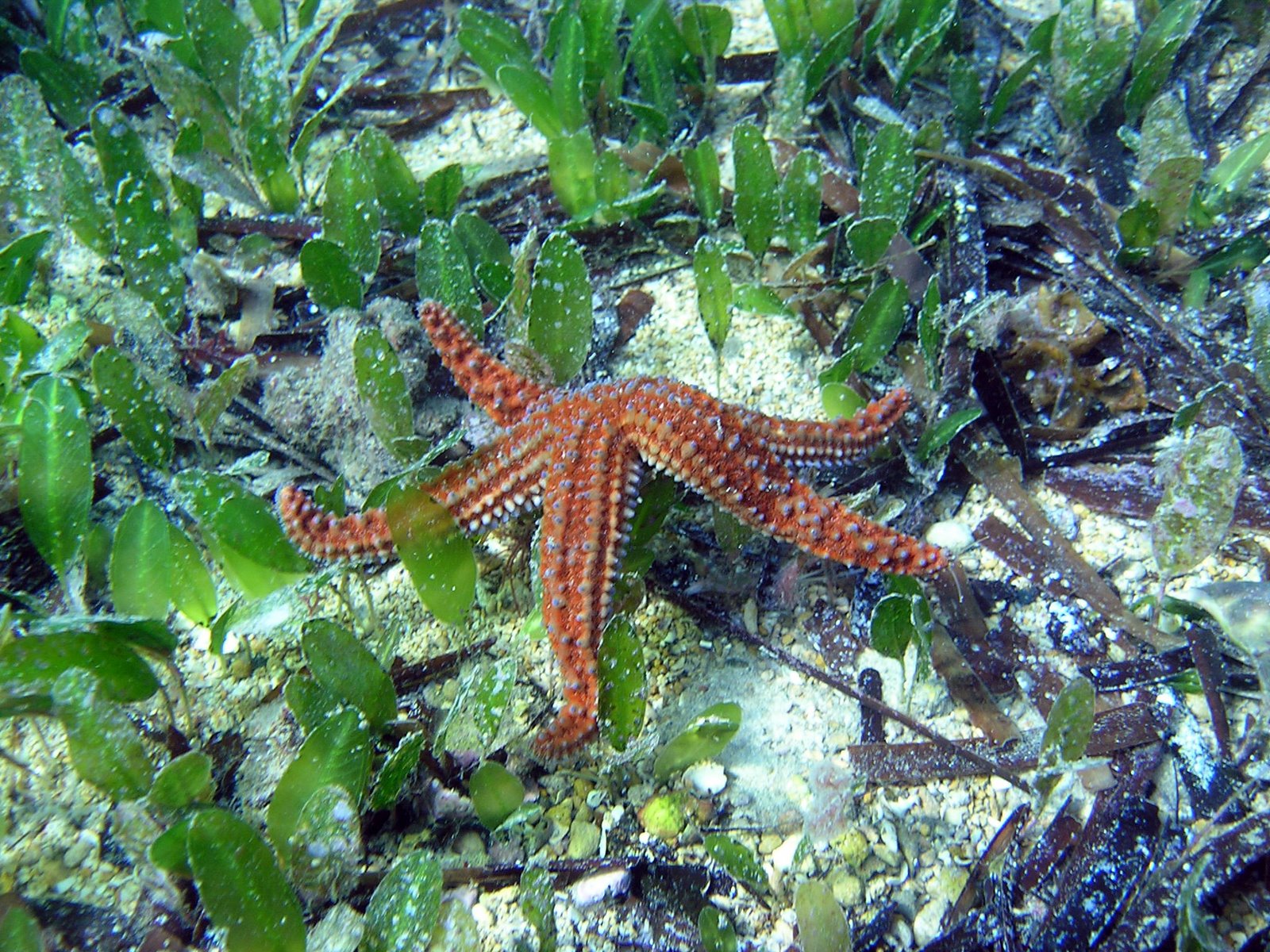 [Starfish+1.jpg]