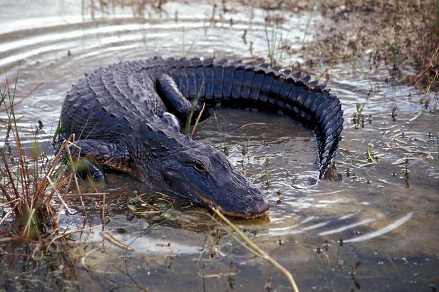 [03+Alligator+in+den+Everglades.jpg]