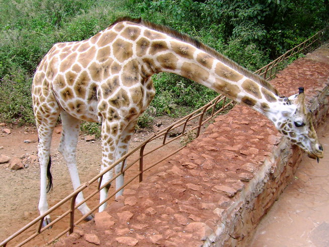 [Giraffe8.jpg]