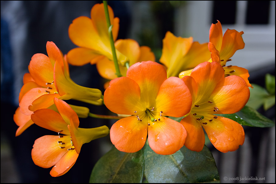 [Orange+flowers+at+CoF.jpg]