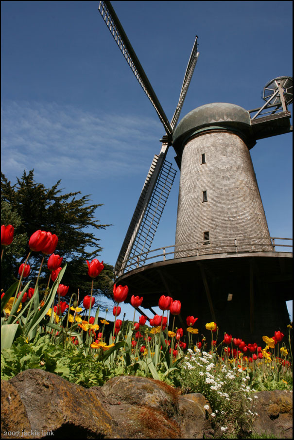 [Tulips-at-windmill.jpg]