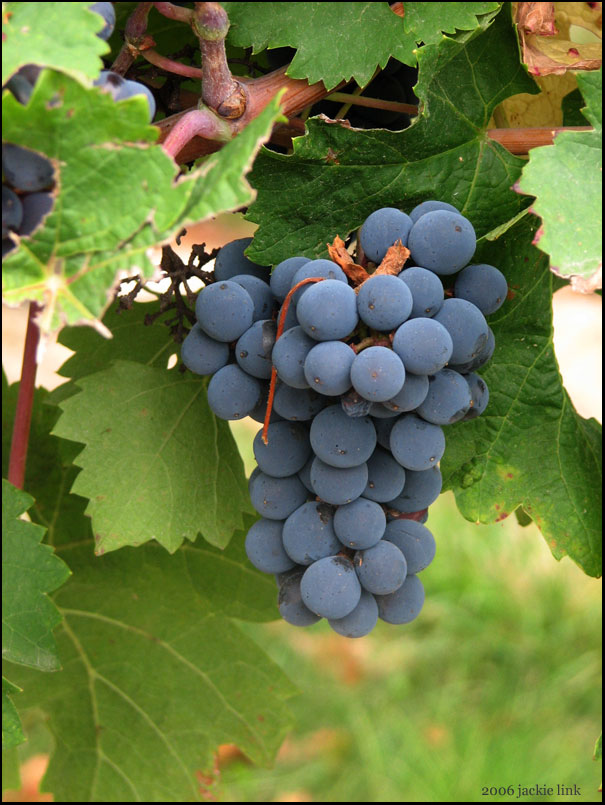[Loire-Valley-grapes.jpg]