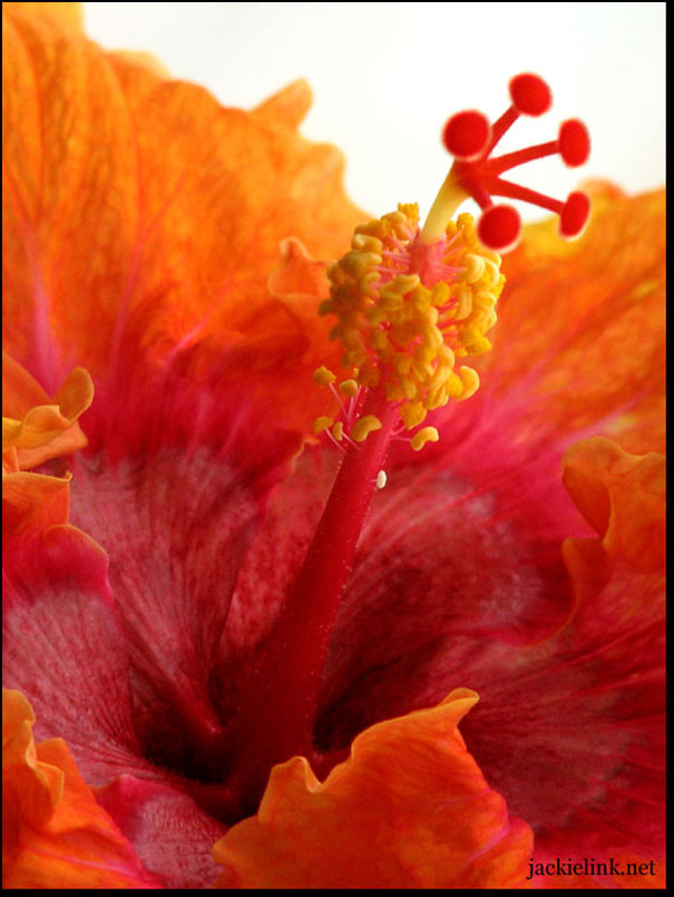 [Hibiscus-detail-2.jpg]