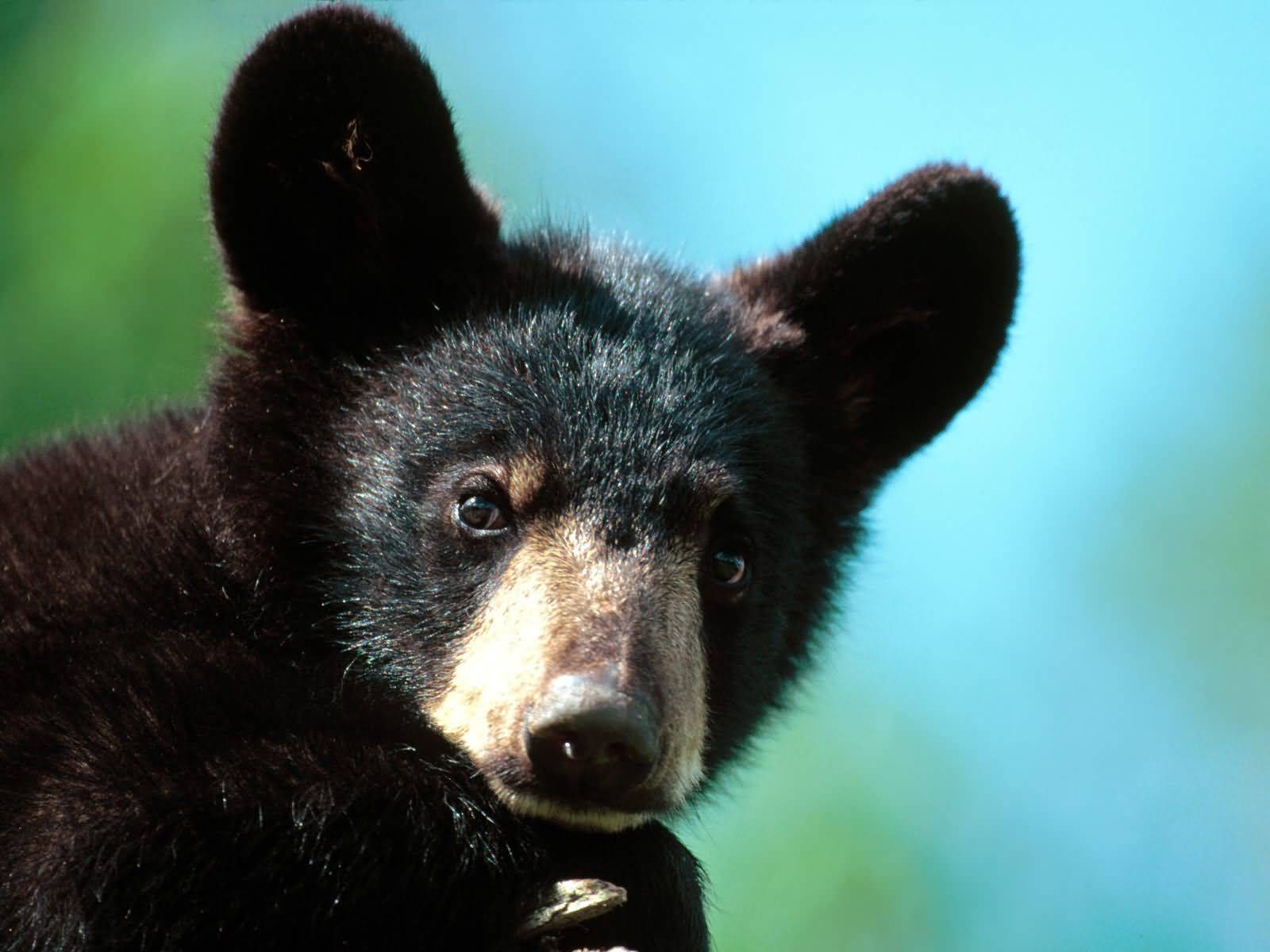 [Im_All_Ears_American_Black_Bear_Cub_Minnesota-1600x1200.jpg]