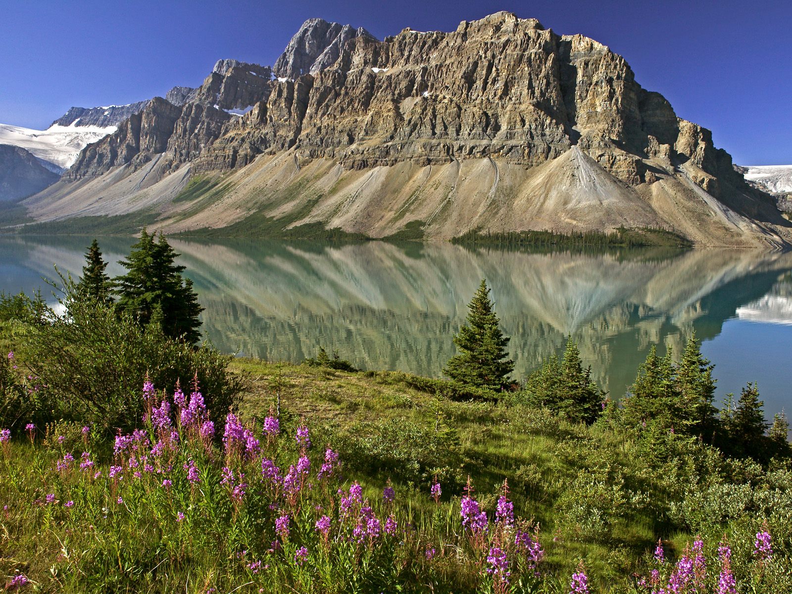 [Bow_Lake_and_Flowers_Banff_National_Park_Alberta_Canada.jpg]