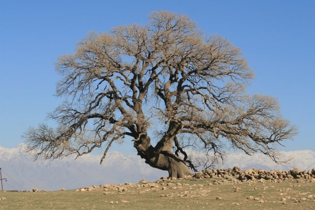 [Zalm+Tree.JPG]