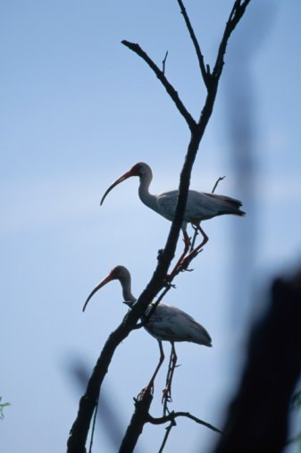 [ibis.jpg]