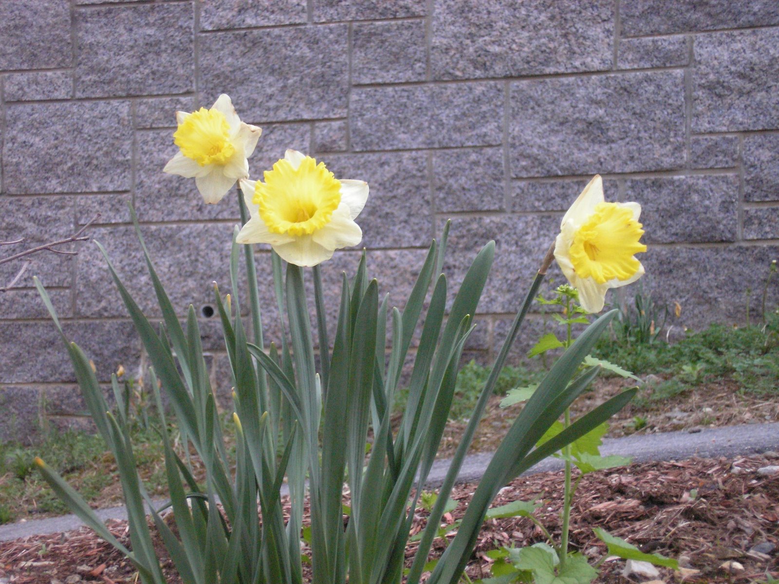 [Daffodils+Temple+Hill.JPG]