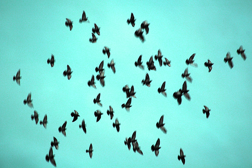 [birds+sky.jpg]