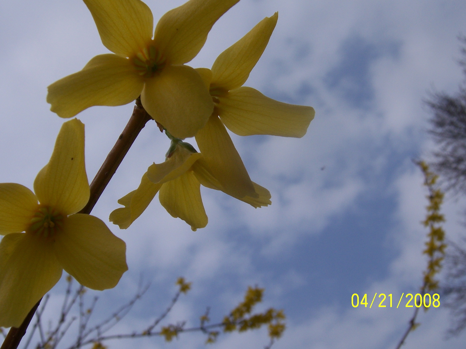 [Flowers+of+Spring+018.jpg]
