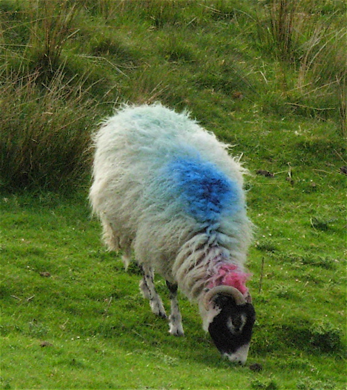 [neon+sheep1.JPG]