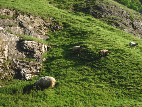 [sheep+on+hill.JPG]