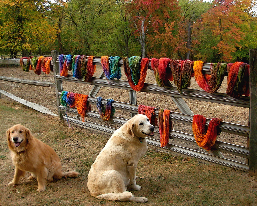 [fence+yarn+dogs.JPG]