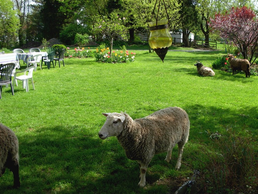 [sheep+in+yard.JPG]