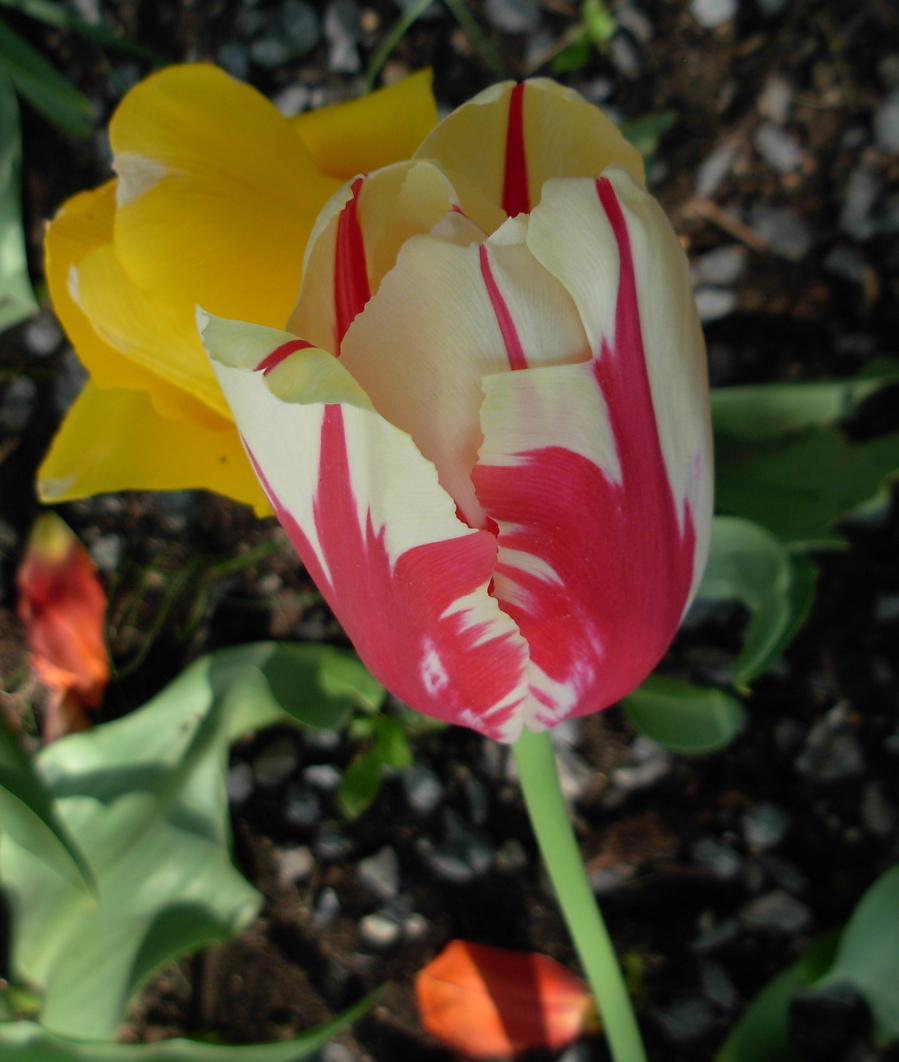 [tulip+yellow:red+.JPG]