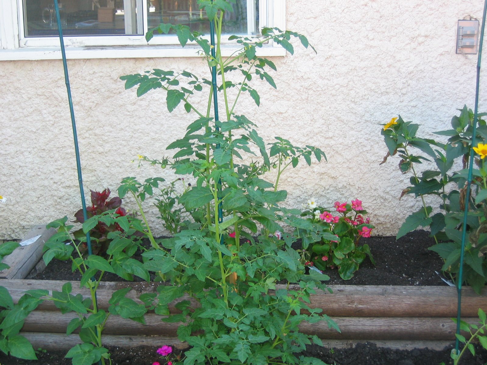 [My+tomato+plant+July+22,+2008.JPG]
