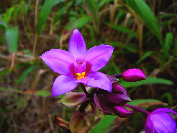 [orchid012.jpg]