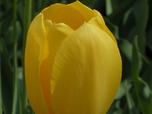 [tulips+2.JPG]