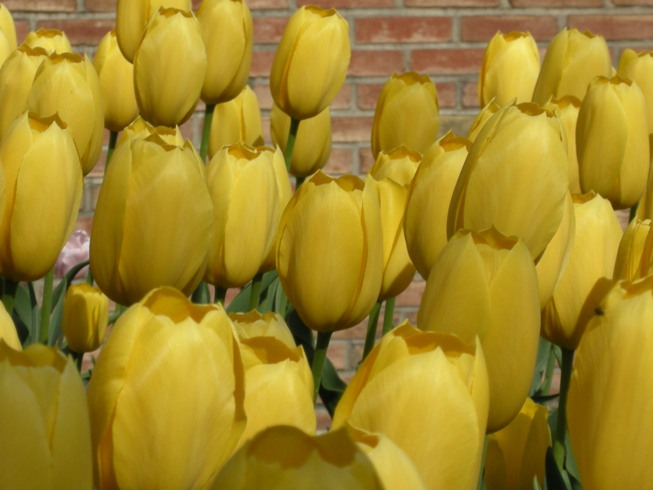 [tulips+1.JPG]