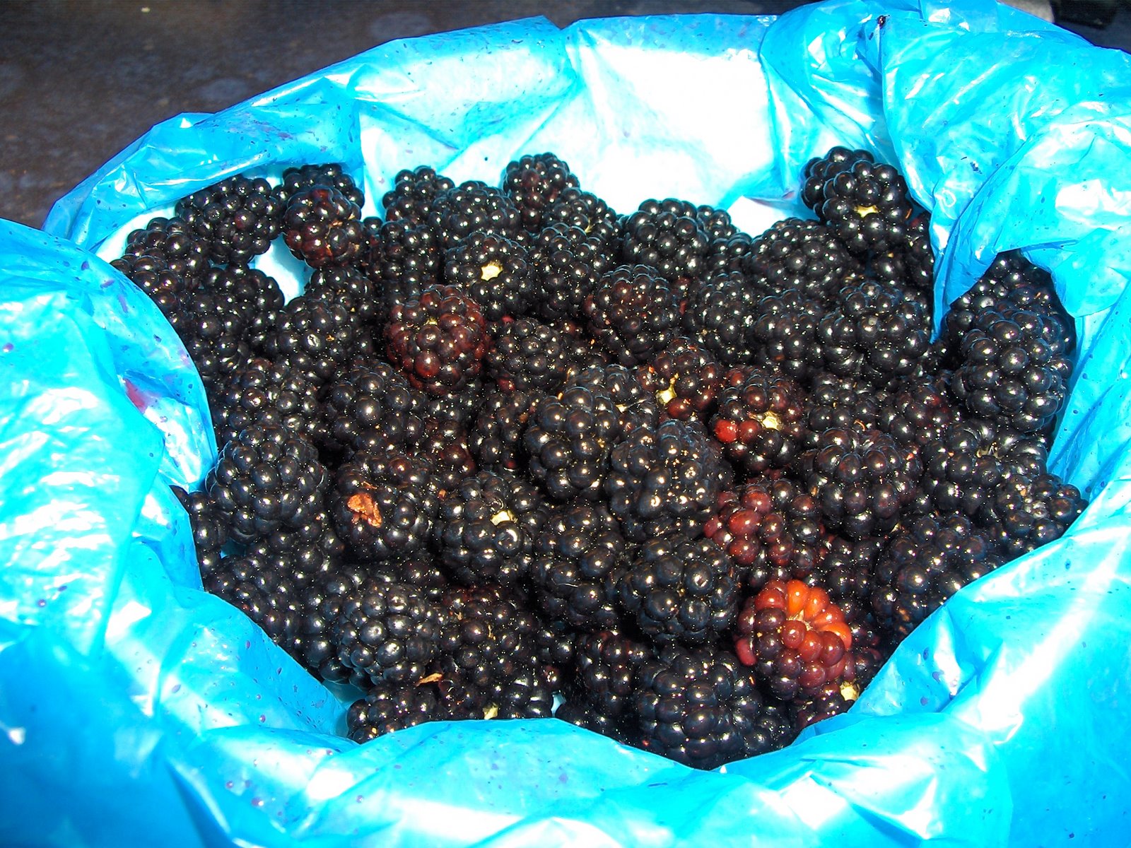 [blackberries+002.jpg]