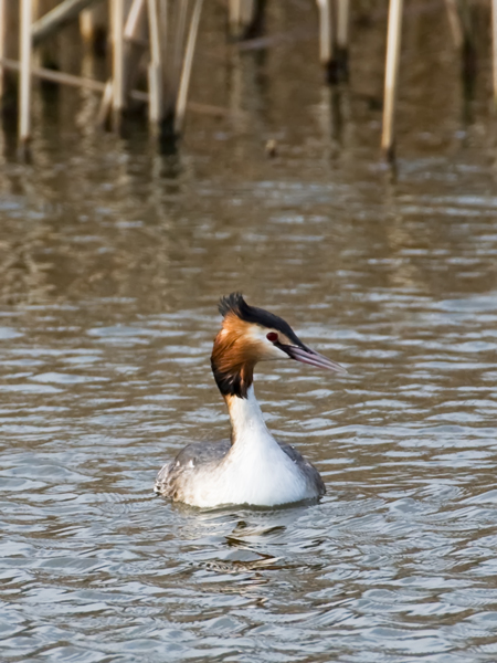 [Great-crested-Grebe-240208-5977-a.jpg]