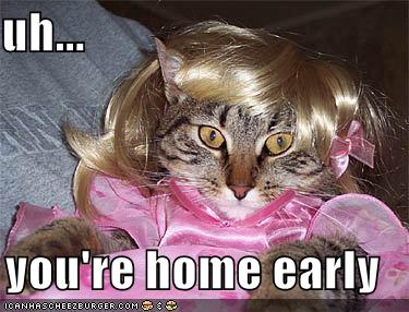 [funny-pictures-cat-wig-dress-home-early.jpg]