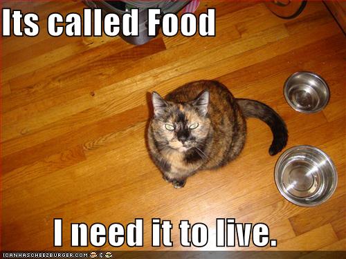 [funny-pictures-cat-empty-food-bowls.jpg]